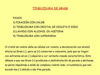 TINGUIDURA DE GRAM


       PASOS:
       1) FIXACIÓN CON CALOR
       2) TINGUIDURA CON CRISTAL DE VIOLETA E IODO
       3) LAVADO CON ALCOHOL OU ACETONA
       4) TINGUIDURA CON SAFRANINA



O cristal de violeta dalle as células cor violeta; a decoloración con alcohol
afecta as Gram (-), pero as (+) conservan o colorante, polo que ao tinguir
con safranina só as (-) adquiren a cor vermello-rosada característica. Esto
débese a que nas Gram (+) prodúcese a deshidratación da parede e péchanse
os poros impedindo a saída do complexo violeta-iodo; circunstancia que non
sucede nas (-) debido a súa fina parede.
 