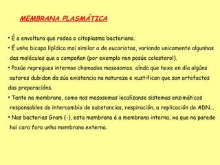 MEMBRANA PLASMÁTICA


    É a envoltura que rodea o citoplasma bacteriano.

    É unha bicapa lipídica moi similar a de eucariotas, variando unicamente algunhas
das moléculas que a compoñen (por exemplo non posúe colesterol).

    Posúe repregues internos chamados mesosomas; aínda que hoxe en día algúns
autores dubidan da súa existencia na natureza e xustifican que son artefactos
das preparacións.

    Tanto na membrana, como nos mesosomas localízanse sistemas enzimáticos
responsables do intercambio de substancias, respiración, a replicación do ADN...

    Nas bacterias Gram (-), esta membrana é a membrana interna, xa que na parede
hai cara fora unha membrana externa.
 
