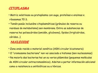 CITOPLASMA

    Matriz xelatinosa ou protoplasma con auga, proteínas e enzimas e
    ribosomas 70 S.

    Tamén posúe inclusións citoplasmáticas (gránulos de reserva ou
    residuos do metabolismo) sen membrana. Entre as substancias de
    reserva hai polisacáridos (amidón, glicóxeno), lípidos (triglicéridos,
    céridos...)

     NUCLEOIDE

    Zona onde reside o material xenético (ADN circular bicatenario)

    O “cromosoma bacteriano” non vai asociado a histonas (sen nucleosomas)

    Na maioría das bacterias hai un ou varios plásmidos (pequenas moléculas
de ADN circular extracromosómico). Adoitan a portar información adicional
como a resistencia a antibióticos ou a tóxicos.
 