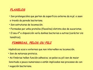 FLAXELOS
    
        Son prolongacións que parten da superficie externa da m.pl. e saen
    o través da parede bacteriana.
    
        Son estruturas de locomoción.
    
        Formadas por unha proteína (flaxelina) distinta dos de eucariotas.
    
        O seu nº e disposición varía dunhas bacterias a outras (carácter sis
    temático).

         FIMBRIAS, PELOS OU PILI

Apéndices ocos e externos que non interveñen na locomoción.




    Son de natureza proteica.

    As fimbrias teñen función adhesiva; os pelos ou pili son de maior
lonxitude e pouco numerosos e están implicados nos procesos de con

    xugación bacteriana.
 