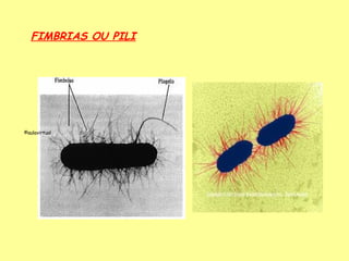 FIMBRIAS OU PILI




©aulavirtual
 