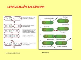 CONXUGACIÓN BACTERIANA




                      ©aquaforum
©CARABUXA.WORDPRESS
 