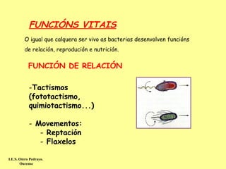 FUNCIÓNS VITAIS
         O igual que calquera ser vivo as bacterias desenvolven funcións
         de relación, reprodución e nutrición.


            FUNCIÓN DE RELACIÓN

            -Tactismos
            (fototactismo,
            quimiotactismo...)

            - Movementos:
               - Reptación
               - Flaxelos

I.E.S. Otero Pedrayo.
       Ourense
 