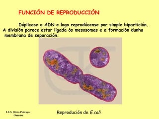 FUNCIÓN DE REPRODUCCIÓN

        Dúplicase o ADN e logo reprodúcense por simple bipartición.
A división parece estar ligada ós mesosomas e a formación dunha
 membrana de separación.




 I.E.S. Otero Pedrayo.   Reprodución de E.coli
        Ourense
 