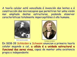 A teoría celular está vencellada á invención das lentes e á
construcción dos microscopios que permitiron ter unha visión
moi ampliada destas estructuras, podendo observar
características totalmente imperceptibles ó ollo humano.




En 1838-39 Schleiden e Schwann enuncian a primeira teoría
celular segundo a cal, a célula é a unidade estructural e
funcional dos seres vivos, capaz de manter unha existencia
propia e independente
 