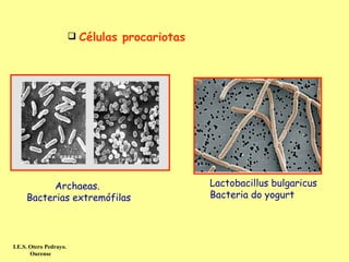  éܱs procariotas




           Archaeas.                            Lactobacillus bulgaricus
     Bacterias extremófilas                     Bacteria do yogurt




I.E.S. Otero Pedrayo.
       Ourense
 