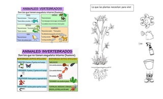 Lo que las plantas necesitan para vivir