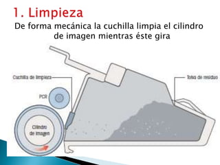 1. Limpieza De forma mecánica la cuchilla limpia el cilindro de imagen mientras éste gira