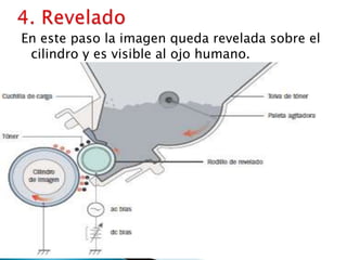 4. ReveladoEn este paso la imagen queda revelada sobre el cilindro y es visible al ojo humano.