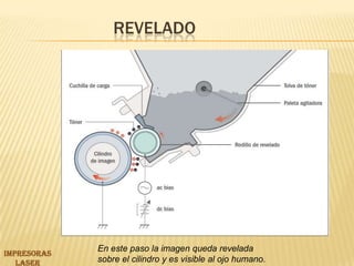 Revelado En este paso la imagen queda reveladasobre el cilindro y es visible al ojo humano.IMPRESORAS LASER 