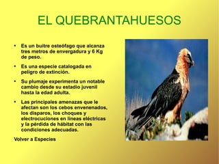 EL QUEBRANTAHUESOS Es un buitre osteófago que alcanza tres metros de envergadura y 6 Kg de peso. Es una especie catalogada en peligro de extinción. Su plumaje experimenta un notable cambio desde su estadio juvenil hasta la edad adulta. Las principales amenazas que le afectan son los cebos envenenados, los disparos, los choques y electrocuciones en líneas eléctricas y la pérdida de hábitat con las condiciones adecuadas. Volver a Especies 