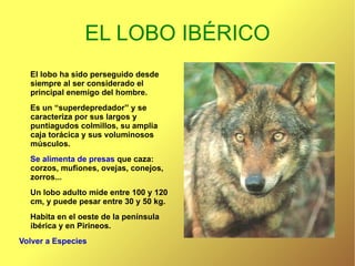 EL LOBO IBÉRICO El lobo ha sido perseguido desde siempre al ser considerado el principal enemigo del hombre. Es un “superdepredador” y se caracteriza por sus largos y puntiagudos colmillos, su amplia caja torácica y sus voluminosos músculos. Se alimenta de presas  que caza: corzos, mufiones, ovejas, conejos, zorros... Un lobo adulto mide entre 100 y 120 cm, y puede pesar entre 30 y 50 kg. Habita en el oeste de la península ibérica y en Pirineos. Volver a Especies 