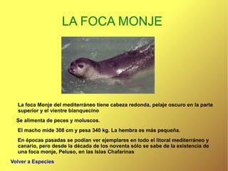 LA FOCA MONJE  La foca Monje del mediterráneo tiene cabeza redonda, pelaje oscuro en la parte superior y el vientre blanquecino  Se alimenta de peces y moluscos. El macho mide 308 cm y pesa 340 kg. La hembra es más pequeña. En épocas pasadas se podían ver ejemplares en todo el litoral mediterráneo y canario, pero desde la década de los noventa sólo se sabe de la existencia de una foca monje, Peluso, en las Islas Chafarinas Volver a Especies 
