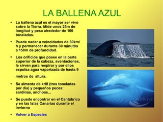 LA BALLENA AZUL La ballena azul es el mayor ser vivo sobre la Tierra. Mide unos 25m de longitud y pesa alrededor de 100 toneladas. Puede nadar a velocidades de 30km/h y permanecer durante 30 minutos a 150m de profundidad. Los orificios que posee en la parte superior de la cabeza, aventaciones, le sirven para respirar y por ellos expulsa agua vaporizada de hasta 9 metros de   altura. Se almenta de krill (tres toneladas por día) y pequeños peces: sardinas, anchoas... Se puede encontrar en el Cantábrico y en las Islas Canarias durante el invierno Volver a Especies 