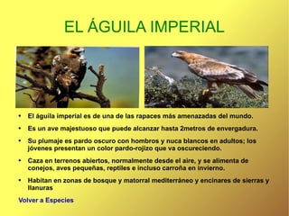 EL ÁGUILA IMPERIAL El águila imperial es de una de las rapaces más amenazadas del mundo. Es un ave majestuoso que puede alcanzar hasta 2metros de envergadura. Su plumaje es pardo oscuro con hombros y nuca blancos en adultos; los jóvenes presentan un color pardo-rojizo que va oscureciendo. Caza en terrenos abiertos, normalmente desde el aire, y se alimenta de conejos, aves pequeñas, reptiles e incluso carroña en invierno. Habitan en zonas de bosque y matorral mediterráneo y encinares de sierras y llanuras Volver a Especies 