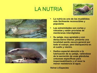 LA NUTRIA La nutria es uno de los mustélidos más fácilmente reconocibles y populares Las extremidades son cortas y robustas y están provistas de membranas interdigitales Su pelaje, muy apretado y con densa borra interior, presenta una tonalidad pardo oscura general por todo el cuerpo, pero blanquecina en el cuello y vientre. Dedica especial atención a la lubricación de su pelaje, valiéndose de la secreción de unas glándulas untuosas especificas para impermeabilizarlo y of recer la menor resistencia al agua. Volver a Especies 