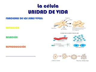 2.- Tipos de Células a) Procariotas 