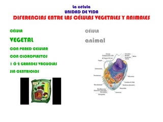 4.-Células Procariotas versus Eucariotas 