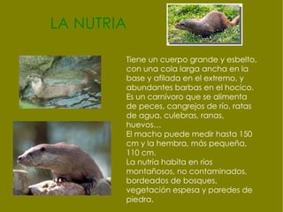 El lince Ibérico Su aspecto es robusto con largas patas y unas patillas características que le cuelgan de sus mejillas.