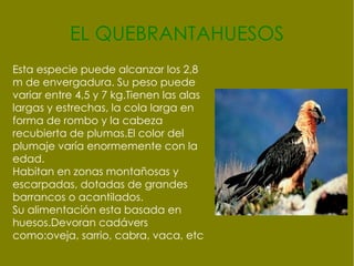 Es un ágil cazador y se alimenta de conejos y en ocasiones aves, roedores.