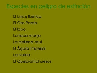 Especies en peligro de extinción El Lince Ibérico