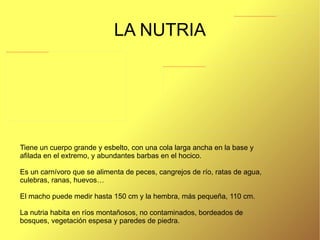 EL LOBO IBÉRICO El lobo a sido perseguido desde siempre al ser considerado el principal enemigo del hombre. 