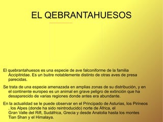 Es un “superdepredador” y se caracteriza por sus largos y puntiagudos colmillos, su amplia caja torácica y sus voluminosos músculos maseteros. 