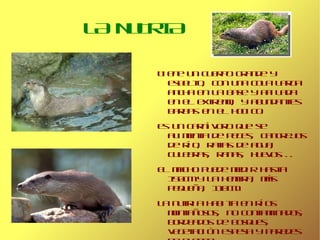 EL LINCE IBÉRICO Su aspecto es robusto con largas patas y unas patillas características que le cuelgan desde sus mejillas.