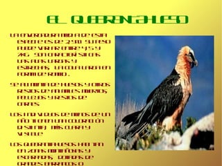 Es un ágil cazador y se alimenta de conejos, y en ocasiones, aves y roedores.