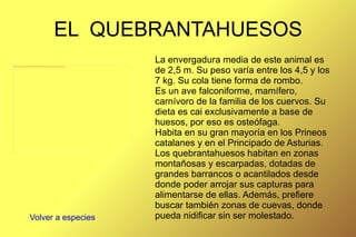 Es un “superdepredador” y se caracteriza por sus largos y puntiagudos colmillos, su amplia caja torácica y sus voluminosos músculos maseteros. 