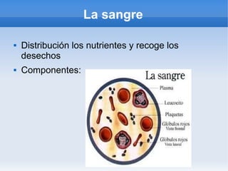 La sangre
 Distribución los nutrientes y recoge los
desechos
 Componentes:
 