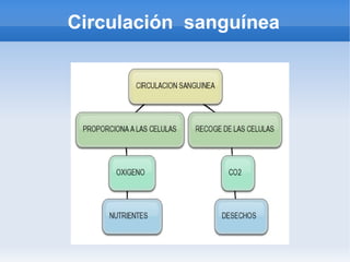 Circulación sanguínea
 