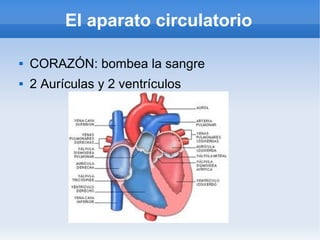 El aparato circulatorio
 CORAZÓN: bombea la sangre
 2 Aurículas y 2 ventrículos
 