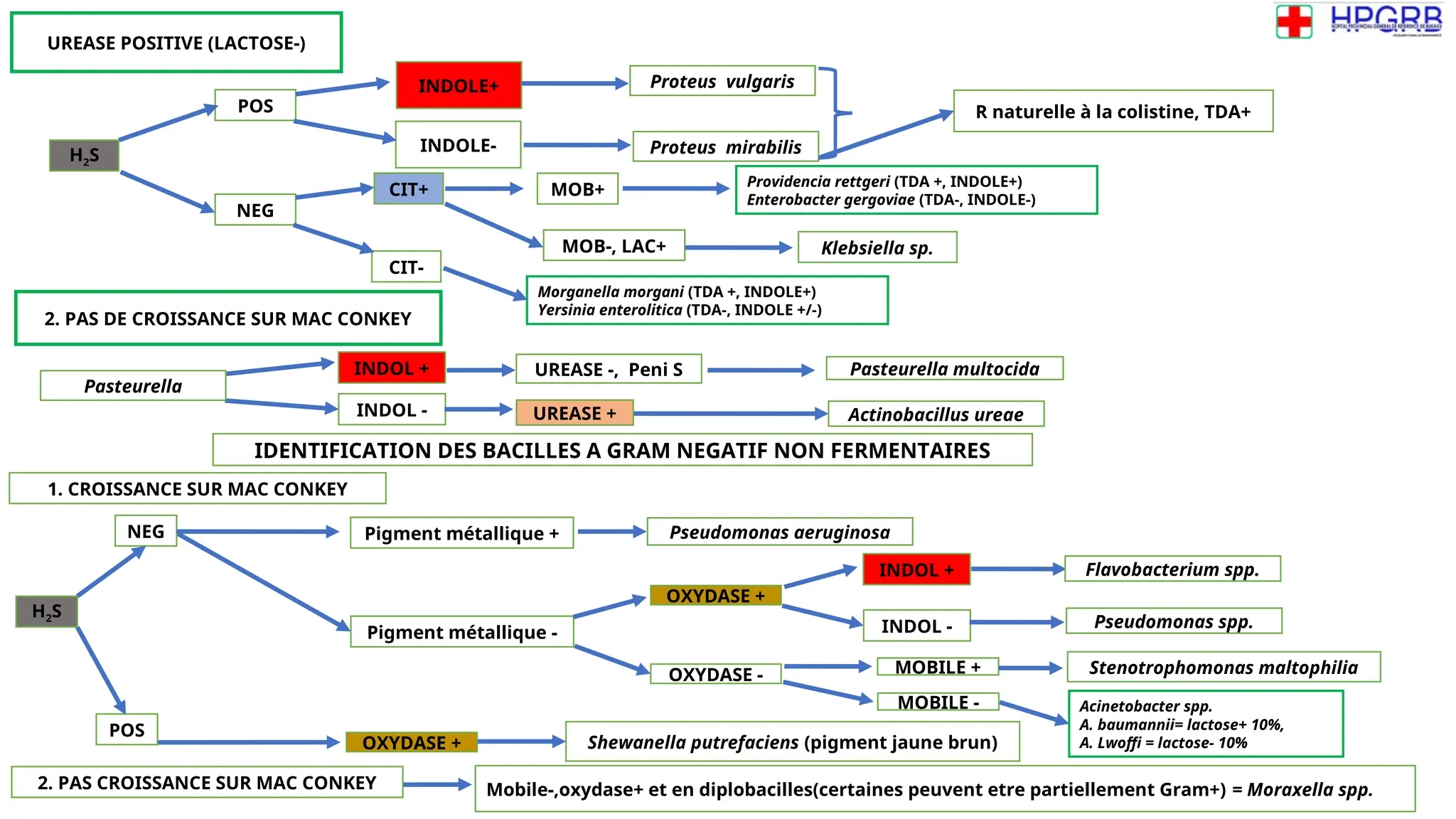Impression Abaque d'identification BACTERIO VF.ppt