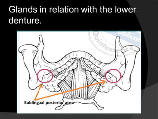 Glands in relation with the lower 
denture. 
 