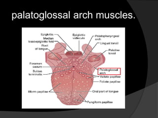 palatoglossal arch muscles. 
 