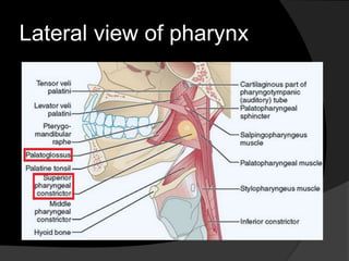 Lateral view of pharynx 
 