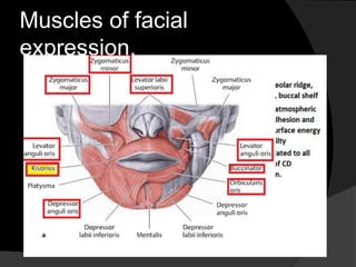 Muscles of facial 
expression. 
 