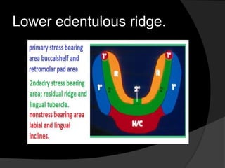 Lower edentulous ridge. 
 