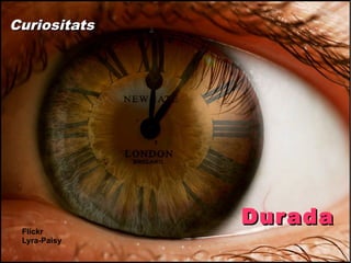 Curiositats




              Dur ada
 Flickr
 Lyra-Paisy
 