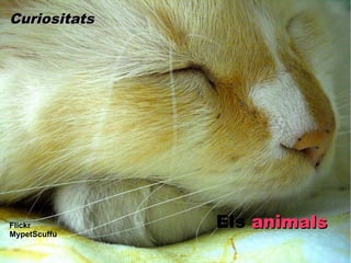 Curiositats




Flickr        Els animals
MypetScuffu
 