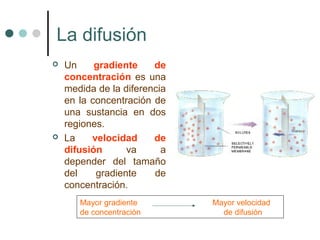 La difusión
 Un gradiente de
concentración es una
medida de la diferencia
en la concentración de
una sustancia en dos
regiones.
 La velocidad de
difusión va a
depender del tamaño
del gradiente de
concentración.
Mayor gradiente Mayor velocidad
de concentración de difusión
 