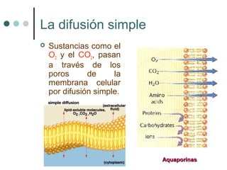 La difusión simple
 Sustancias como el
O2 y el CO2, pasan
a través de los
poros de la
membrana celular
por difusión simple.
AquaporinasAquaporinas
 