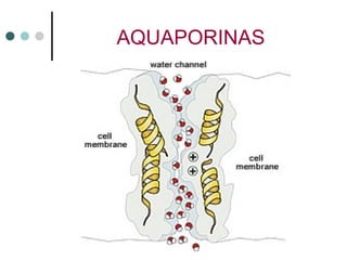 AQUAPORINAS
 