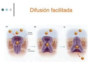 Difusión facilitada
 