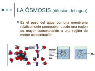 LA ÓSMOSIS (difusión del agua)
 Es el paso del agua por una membrana
relativamente permeable, desde una región
de mayor concentración a una región de
menor concentración.
 