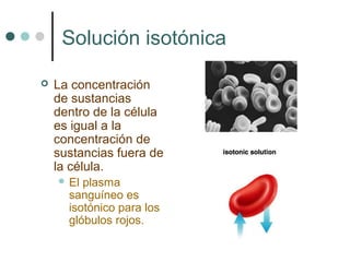 Solución isotónica
 La concentración
de sustancias
dentro de la célula
es igual a la
concentración de
sustancias fuera de
la célula.
 El plasma
sanguíneo es
isotónico para los
glóbulos rojos.
 