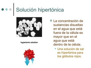 Solución hipertónica
 La concentración de
sustancias disueltas
en el agua que está
fuera de la célula es
mayor que en el
agua que está
dentro de la célula.
 Una solución de sal
es hipertónica para
los glóbulos rojos.
 