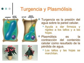 Turgencia y Plasmólisis
 Turgencia es la presión del
agua sobre la pared celular.
 Ayuda a dar firmeza y
rigidez a los tallos y a las
hojas.
 Plasmólisis es la
contracción del contenido
celular como resultado de la
pérdida de agua.
 Los tallos y las hojas se
marchitan.
 