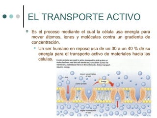 EL TRANSPORTE ACTIVO
 Es el proceso mediante el cual la célula usa energía para
mover átomos, iones y moléculas contra un gradiente de
concentración.
 Un ser humano en reposo usa de un 30 a un 40 % de su
energía para el transporte activo de materiales hacia las
células.
 